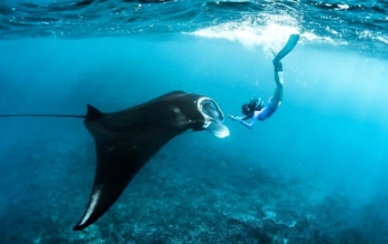 Private tour + snorkelingsnorkeling