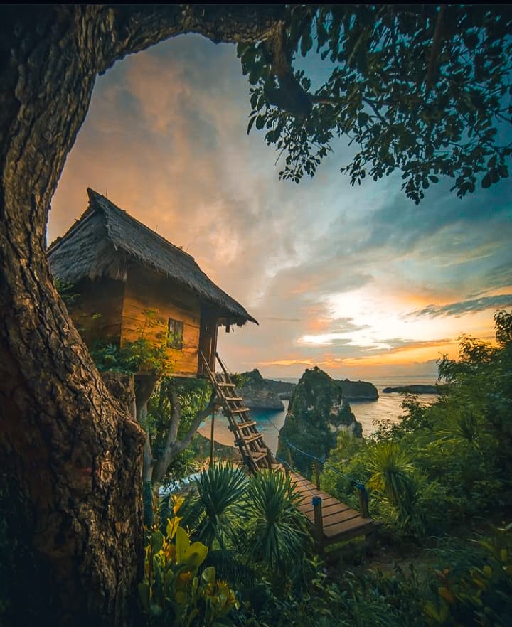 Tree house 